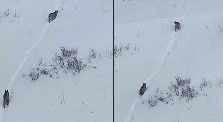 Yer: Ardahan! Ormanın hayaleti yeniden göründü