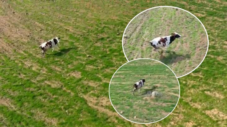 Bu görüntüler İzmit’ten! Arazisinde gördüğü ineği drone ile kovaladı