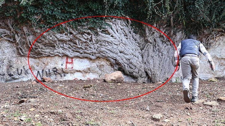 Tam 4 bin yıllık, boyu 20 metre! Gören hayran kalıyor