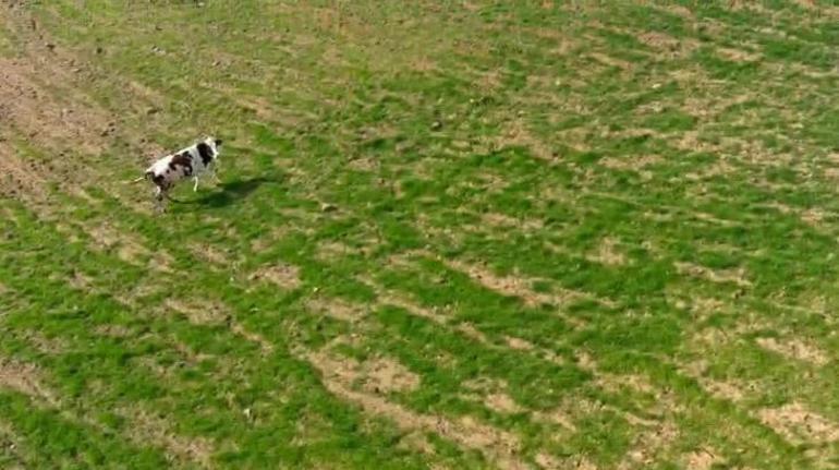 Bu görüntüler İzmit'ten! Arazisinde gördüğü ineği drone ile kovaladı