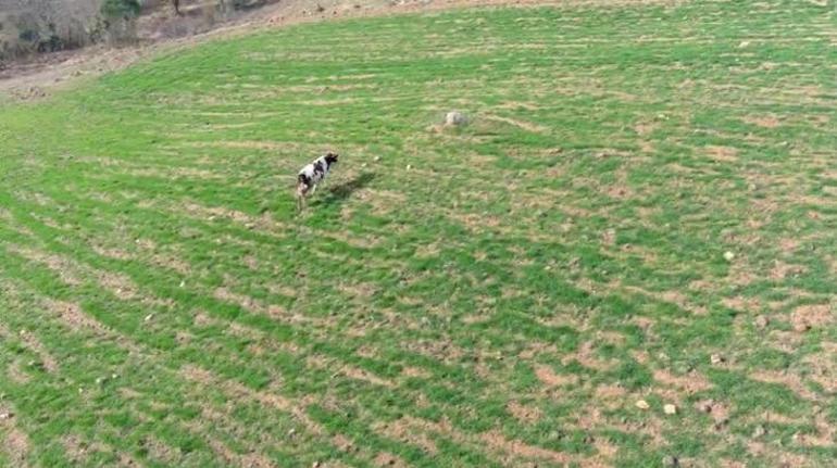 Bu görüntüler İzmit'ten! Arazisinde gördüğü ineği drone ile kovaladı