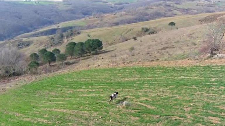 Bu görüntüler İzmit'ten! Arazisinde gördüğü ineği drone ile kovaladı