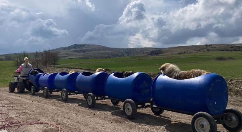 Yürekleri ısıtan görüntü! Engelli köpekleri varilden yapılan trenle gezdiriyor
