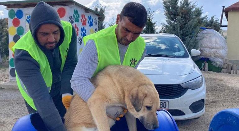 Yürekleri ısıtan görüntü! Engelli köpekleri varilden yapılan trenle gezdiriyor
