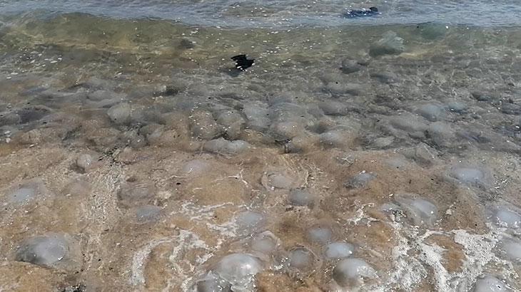 Denizlerdeki tehlike! ‘Ölü olsa bile sakın dokunmayın’