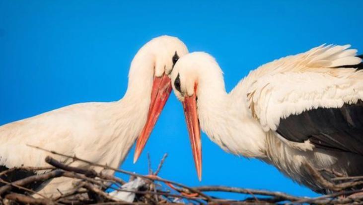 Yaren leylekten yeni haber! ‘Mutlulukları gözlerinden okunuyor’