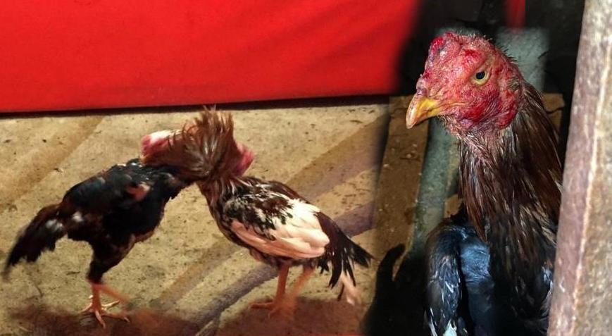 Villaya şok baskın! Horoz dövüştüren 16 kişi hakkında işlem yapıldı