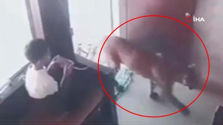 Korkutan anlar: Odaya aniden leopar girdi!