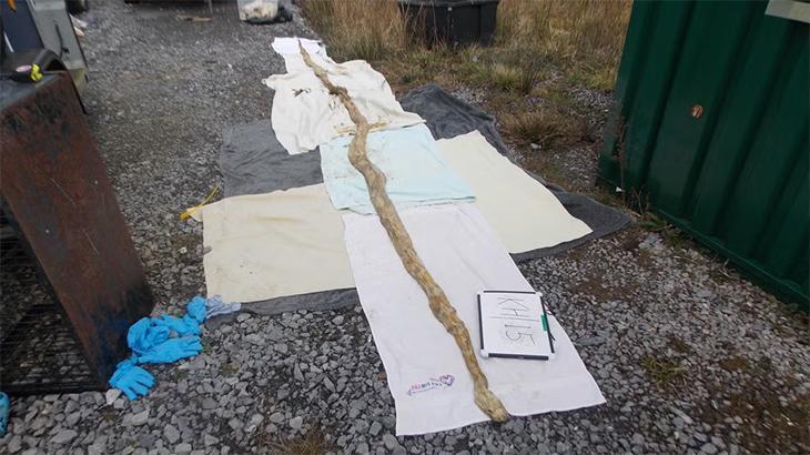 Karayolunda korkunç keşif: Zürafa uzunluğundaki yılan karayolundan çıktı!