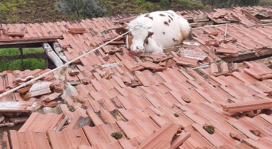 Yer: Manisa! Çatıdan inek düştü