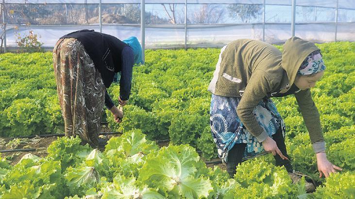 Kayıt dışı sera kalmayacak