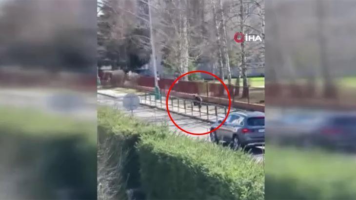 Slovakya’da korkunç ayı saldırısı