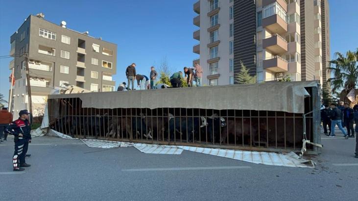 Canlı hayvan yüklü TIR yan yattı