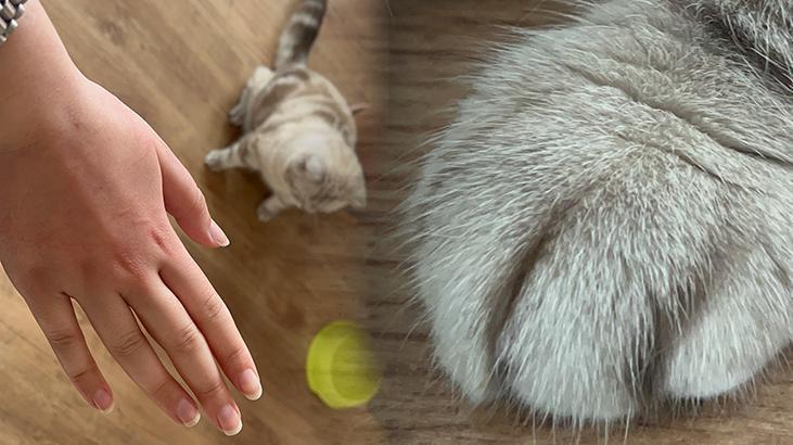 Tedavisi yok! Kedi tırmığı hastalığı uyarısı: Her yıl giderek artıyor