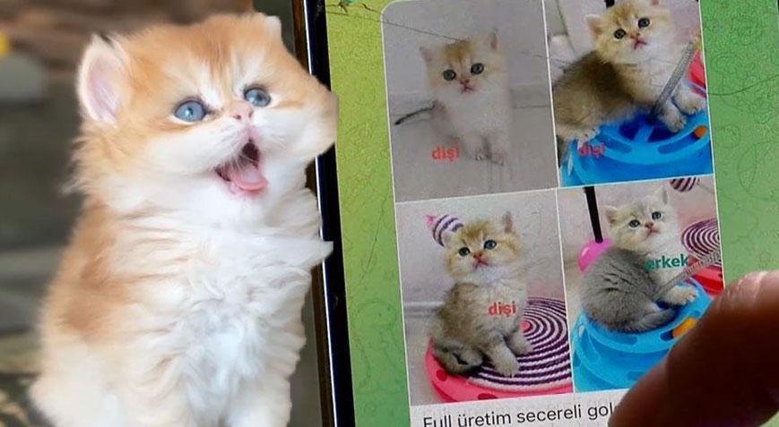 Petshoplarda yasaklandı, internete düştü! 17 bin liradan satılıyor