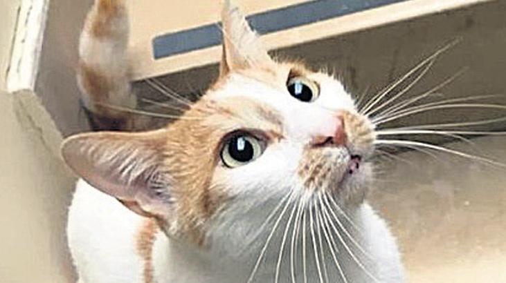 Kedi Faruk’u atan öğrenci çıktı