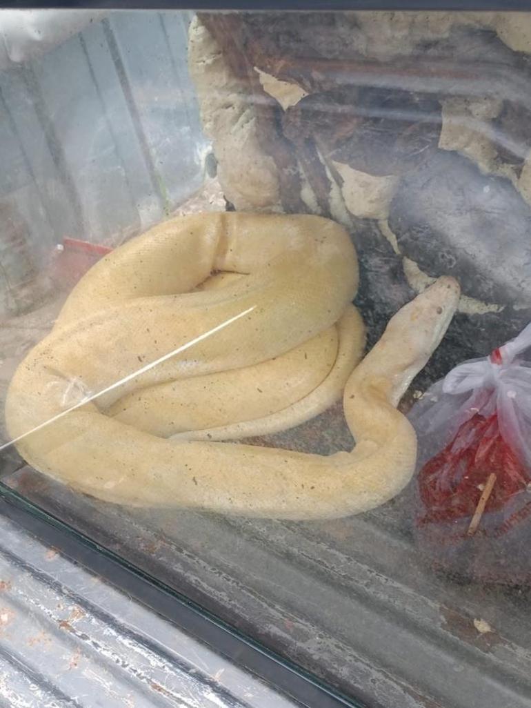 Antalya'da evde piton ile karşı karşıya! 'Beni yeme hayali kuruyor'