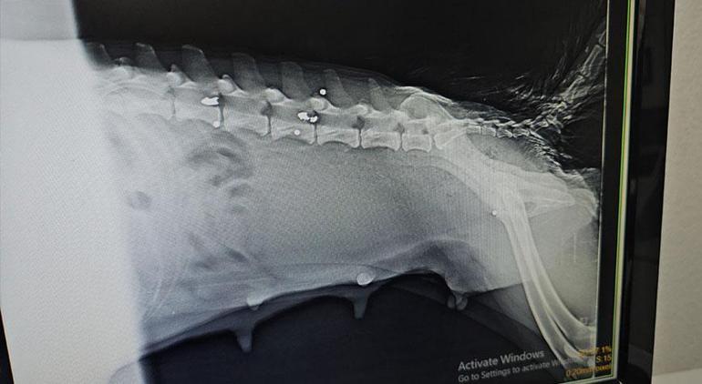 Kan donduran vicdansızlık! Yavrusu öldü, sağ arka bacağı ve kuyruğu kesildi