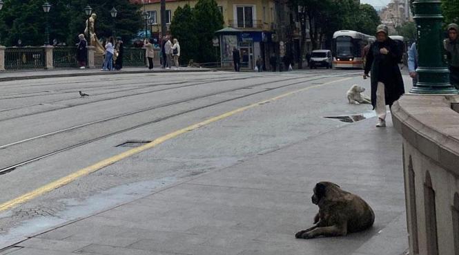 Meteoroloji'den peş peşe uyarılar geliyor! Başkenti dolu vurdu