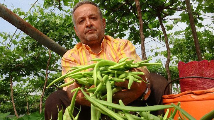 Çifte kazanç: İlk hasat fasulyede