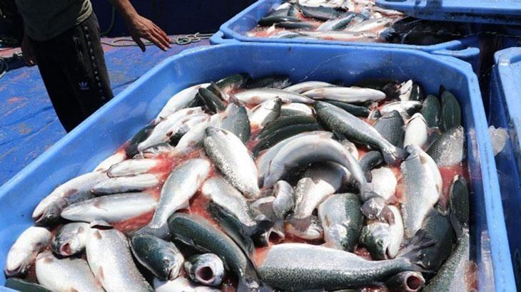 Karadeniz Somonuna, ‘Göl somonu’ darbesi