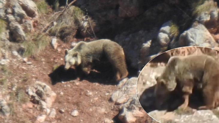 ‘Topal Ayı’ yine ortaya çıktı