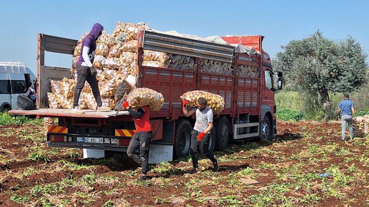 Erkenci patatesin hasadı başladı