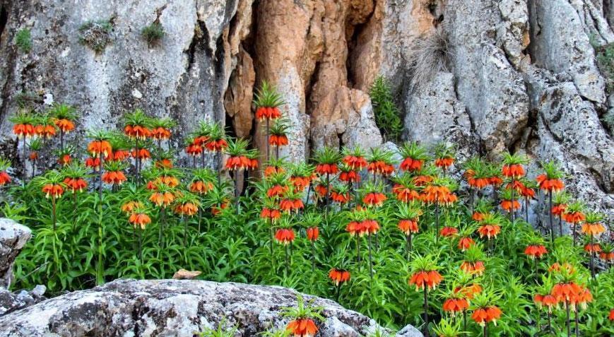 Bu lalelere dikkat! Tanesi 244 bin 315 TL