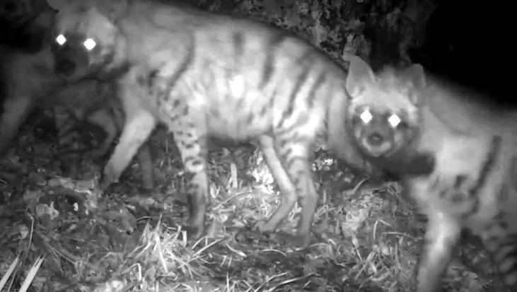 Fotoğraf Şanlıurfa’dan… Fotokapana böyle yansıdılar