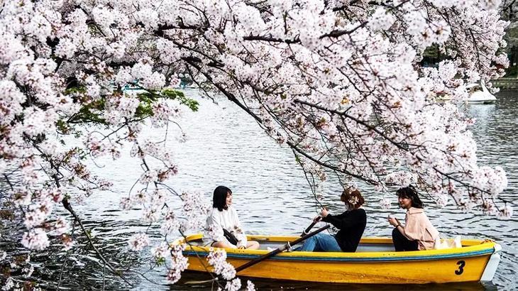 Japon şirketler saman nezlesi olan çalışanlarına ‘tropikal kaçış’ gezileri sunuyor