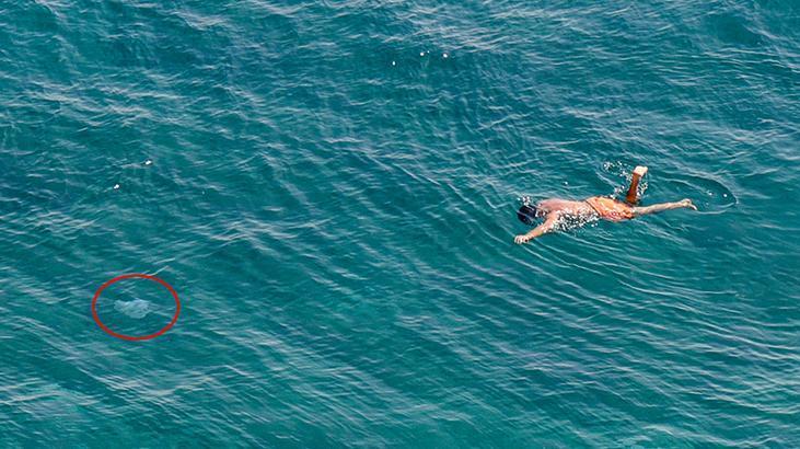 Antalya’da denizde korkutan manzara: Kıyıya yakın sularda sürüler halinde