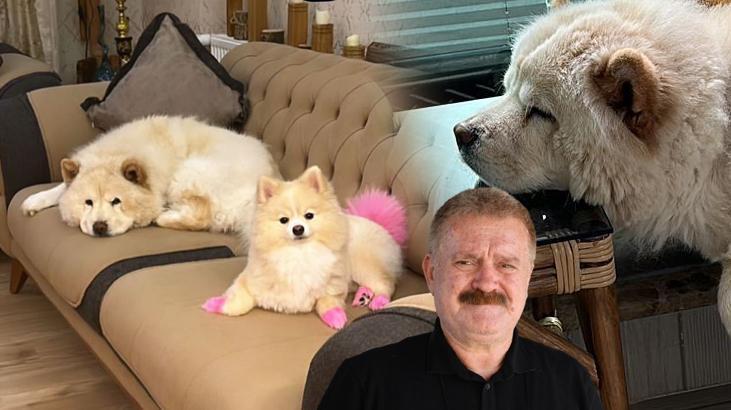 Çin aslanı evdeki diğer köpeği kıskandı sahibini hastanelik etti: Bacağı parçalandı