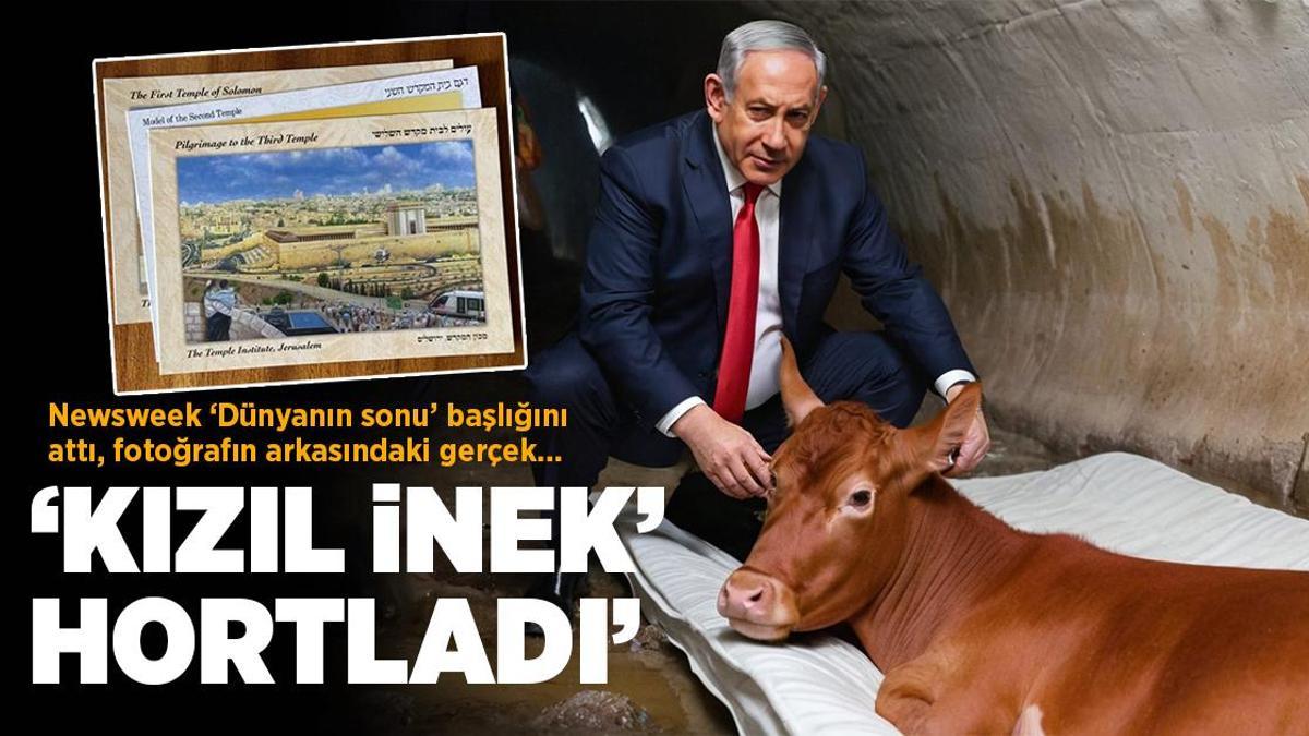 ‘Kızıl İnek’ hortladı! Mescid’i Aksa’yı yıkıp Üçüncü Tapınak kurmak istiyorlar