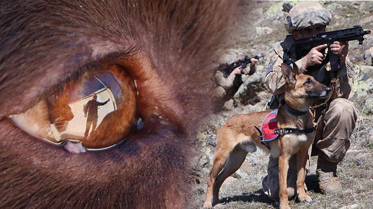 Mehmetçik’in dostu, teröristlerin korkulu rüyası ‘Yıkı’