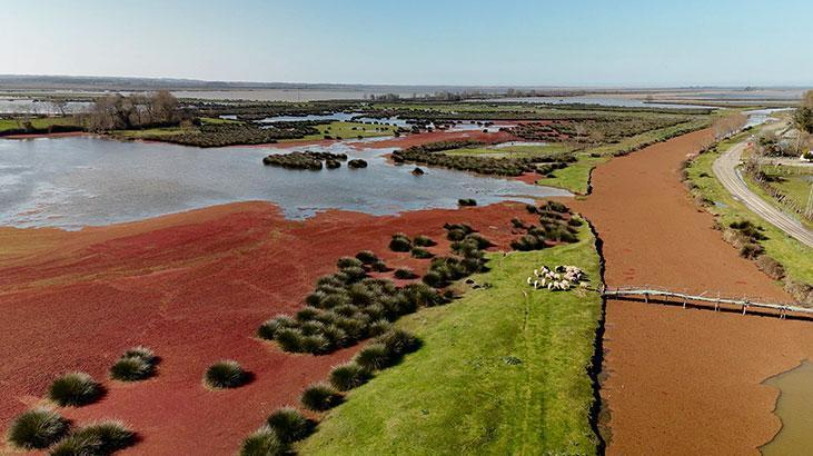 Kızılırmak Deltası kızıla büründü