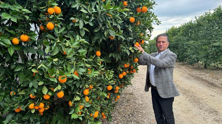 Çukurova, narenciye üretiminde Türkiye birincisi