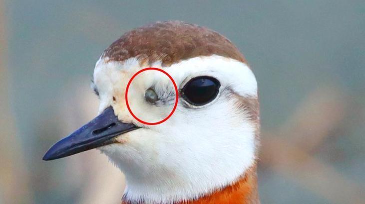 Göçmen kuşlarla Afrika’dan geldi! Ölümcül tehlike Türkiye’de