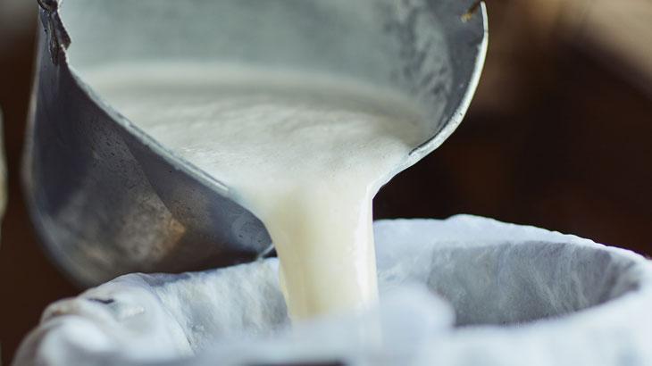 Toplanan inek sütü miktarı arttı