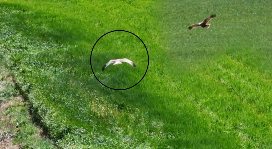 Sazlık ve sulak alanlarda görülüyordu! Kırıkkale’de ortaya çıktı