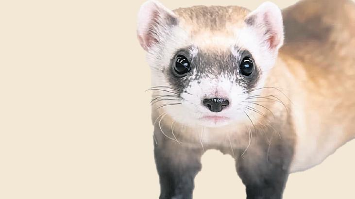 Kara ayaklı 2 gelincik klonlandı