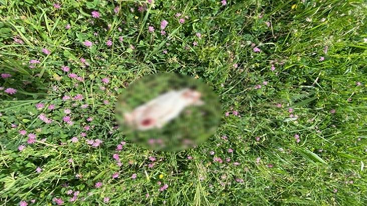 Bursa’da korkunç olay! 7 kedi parçalanmış halde ölü bulundu