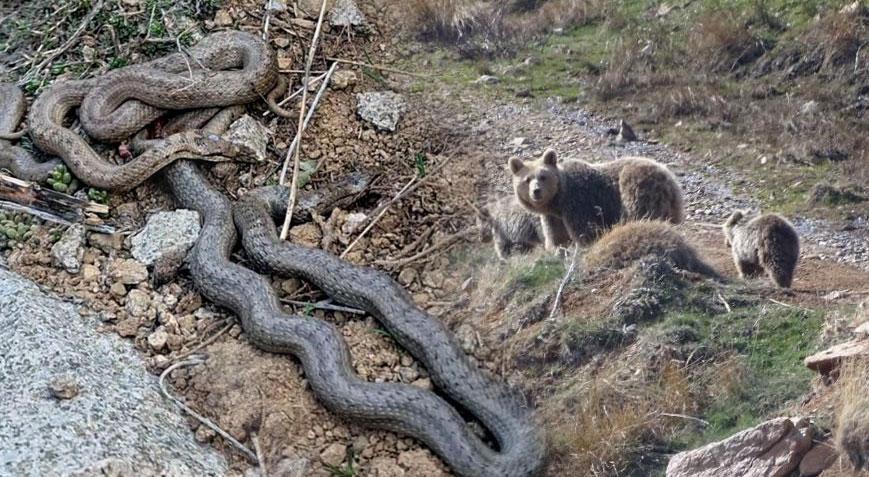 Yer: Sivas! Ayılar ve yılanlar böyle görüntülendi