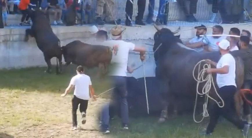 Burası İspanya değil Artvin! Güreştirilen boğa seyircilerin arasına daldı