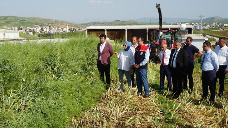 İklim değişikliğiyle mücadelede yeni adım! İlk defa hasadı yapıldı