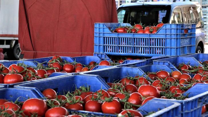 Antalya’da domates miktarı arttı