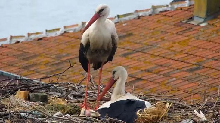 Yaren leyleğin 4 yavrusu oldu