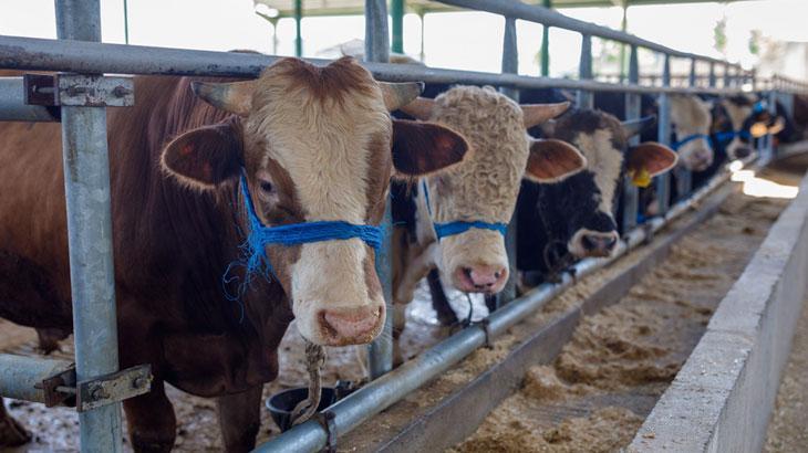 Diyanet İşleri Başkanı Erbaş kurban kesim bedelini açıkladı