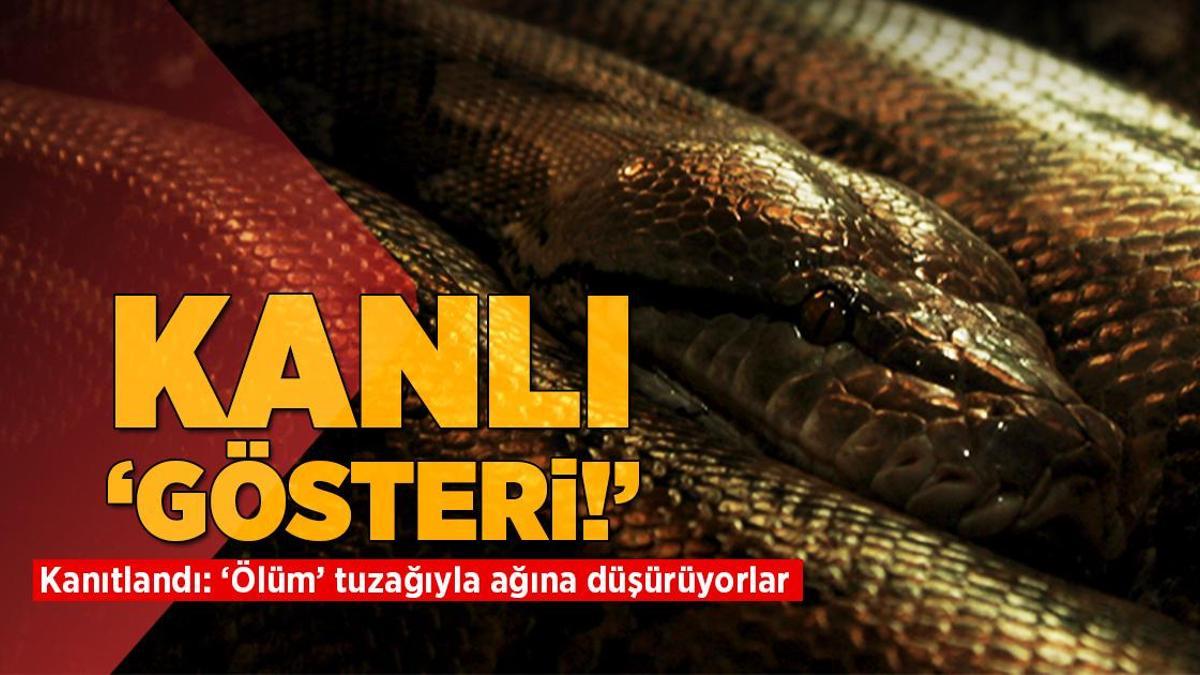 Kanlı gösteri! Bilim insanları kanıtladı: ‘Ölüm’ tuzağıyla kandırıyorlar