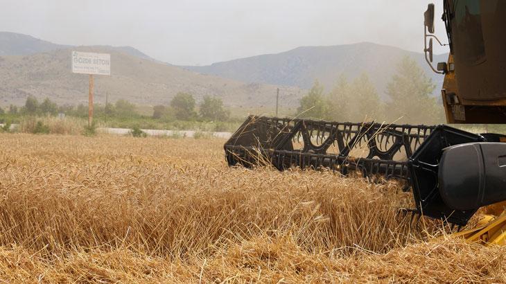 Buğday rekoltesi çiftçilerin yüzünü güldürdü