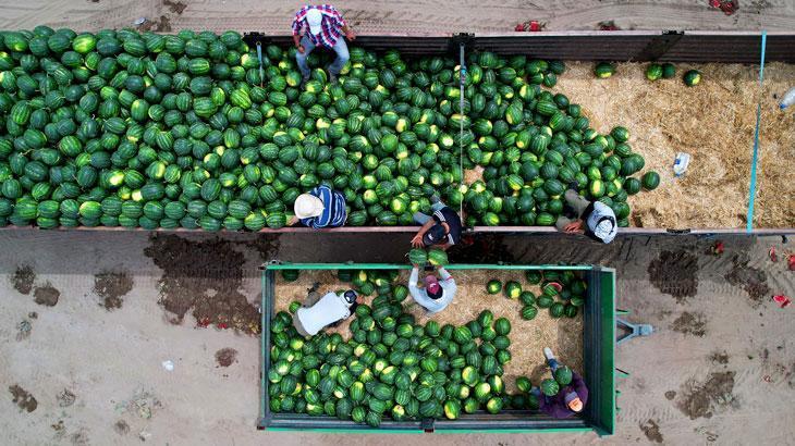 Adana’da karpuz hasadı başladı